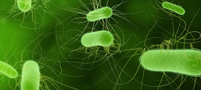 E coli Food Poisoning
